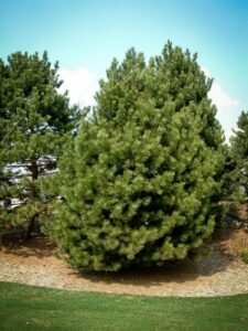 Сосна Чёрная (Pinus Nigra) купить по цене от 270.00р. в интернет-магазине «Посадика» с доставкой почтой в в Ковылкиное и по всей России – [изображение №1].