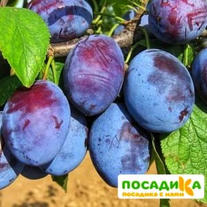 Слива Чачакская ранняя купить по цене от 229.00р. в интернет-магазине «Посадика» с доставкой почтой в в Ковылкиное и по всей России – [изображение №1].