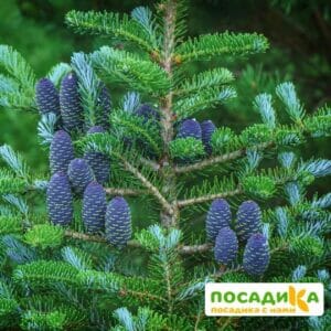 Пихта корейская (Abies koreana) купить по цене от 450.00р. в интернет-магазине «Посадика» с доставкой почтой в в Ковылкиное и по всей России – [изображение №1].