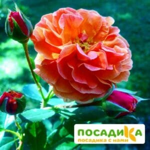 Роза Арабия купить по цене от 350.00р. в интернет-магазине «Посадика» с доставкой почтой в в Ковылкиное и по всей России – [изображение №1].