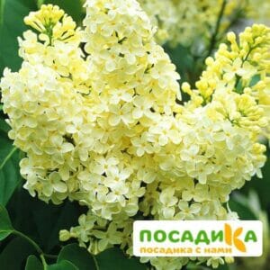 Сирень Примроуз (Primrose) купить по цене от 529.00р. в интернет-магазине «Посадика» с доставкой почтой в в Ковылкиное и по всей России – [изображение №1].