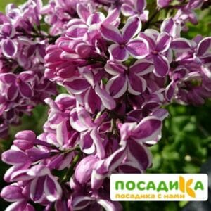 Сирень Сенсация купить по цене от 529.00р. в интернет-магазине «Посадика» с доставкой почтой в в Ковылкиное и по всей России – [изображение №1].