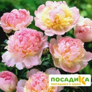 Пион Распберри Сандей (Paeonia Raspberry Sundae) купить по цене от 959р. в интернет-магазине «Посадика» с доставкой почтой в в Ковылкиное и по всей России – [изображение №1].