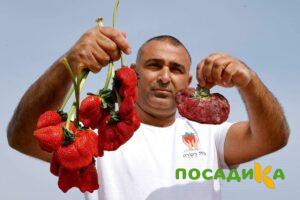 Клубника Гигант Джорнея купить по цене от 266р. в интернет-магазине «Посадика» с доставкой почтой в в Ковылкиное и по всей России – [изображение №1].