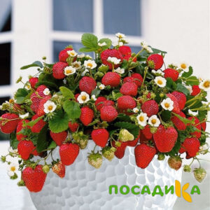 Клубника Рубиновый Шепот (горшечная) купить по цене от 240р. в интернет-магазине «Посадика» с доставкой почтой в в Ковылкиное и по всей России – [изображение №1].