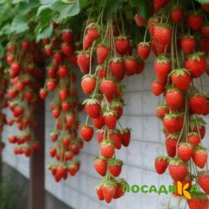 Клубника вьющаяся Комплимент купить по цене от 470р. в интернет-магазине «Посадика» с доставкой почтой в в Ковылкиное и по всей России – [изображение №1].