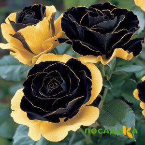 Роза Ханни Сикл купить по цене от 700р. в интернет-магазине «Посадика» с доставкой почтой в в Ковылкиное и по всей России – [изображение №1].