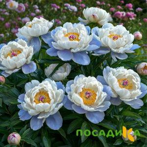 Пион акварельный Этюд купить по цене от 806р. в интернет-магазине «Посадика» с доставкой почтой в в Ковылкиное и по всей России – [изображение №1].