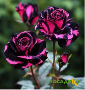 Роза Багровый Шепот купить по цене от 366р. в интернет-магазине «Посадика» с доставкой почтой в в Ковылкиное и по всей России – [изображение №1].
