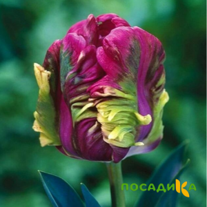 Тюльпан Экзотик Хэвен купить по цене от 186р. в интернет-магазине «Посадика» с доставкой почтой в в Ковылкиное и по всей России – [изображение №1].