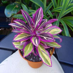 Хоста Сильвер Стик купить по цене от 650р. в интернет-магазине «Посадика» с доставкой почтой в в Ковылкиное и по всей России – [изображение №1].