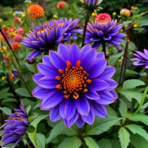 Георгин Лазурит купить по цене от 799р. в интернет-магазине «Посадика» с доставкой почтой в в Ковылкиное и по всей России – [изображение №1].