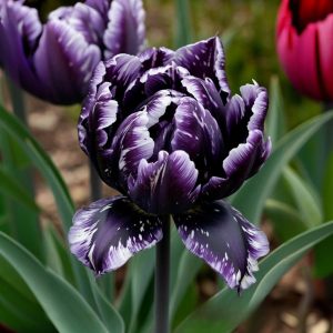 Тюльпан Индиго купить по цене от 600р. в интернет-магазине «Посадика» с доставкой почтой в в Ковылкиное и по всей России – [изображение №1].