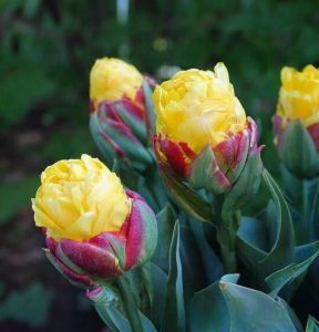 Тюльпан Айс Крим Банана купить по цене от 360р. в интернет-магазине «Посадика» с доставкой почтой в в Ковылкиное и по всей России – [изображение №1].