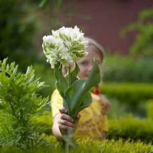 Тюльпан Супер Пэррот купить по цене от 360р. в интернет-магазине «Посадика» с доставкой почтой в в Ковылкиное и по всей России – [изображение №1].