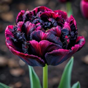 Тюльпан Фламинго купить по цене от 500р. в интернет-магазине «Посадика» с доставкой почтой в в Ковылкиное и по всей России – [изображение №1].