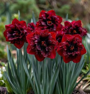 Нарцисс Сапфировый Бриз купить по цене от 3000р. в интернет-магазине «Посадика» с доставкой почтой в в Ковылкиное и по всей России – [изображение №1].