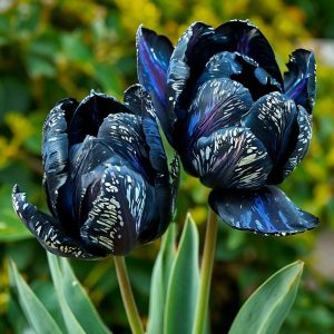 Тюльпан Блю Фог купить по цене от 500р. в интернет-магазине «Посадика» с доставкой почтой в в Ковылкиное и по всей России – [изображение №1].