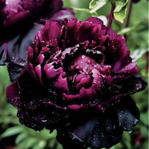 Пион Темный Сад купить по цене от 421р. в интернет-магазине «Посадика» с доставкой почтой в в Ковылкиное и по всей России – [изображение №1].