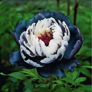 Пион Древовидный Инь-Янь купить по цене от 419р. в интернет-магазине «Посадика» с доставкой почтой в в Ковылкиное и по всей России – [изображение №1].