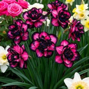 Нарцисс Золотая Корона купить по цене от 2000р. в интернет-магазине «Посадика» с доставкой почтой в в Ковылкиное и по всей России – [изображение №1].