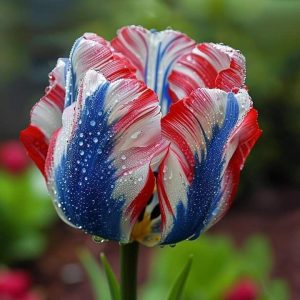 Тюльпан Ремс Сенсейшн купить по цене от 219р. в интернет-магазине «Посадика» с доставкой почтой в в Ковылкиное и по всей России – [изображение №1].