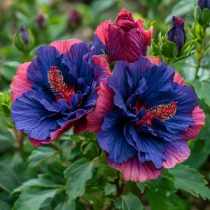 Гибискус Роуз Шайн купить по цене от 360р. в интернет-магазине «Посадика» с доставкой почтой в в Ковылкиное и по всей России – [изображение №1].