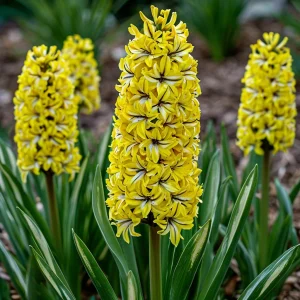 Гиацинт Сансет Голд купить по цене от 2099р. в интернет-магазине «Посадика» с доставкой почтой в в Ковылкиное и по всей России – [изображение №1].