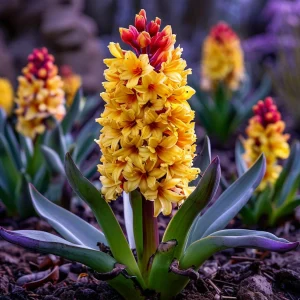 Гиацинт Миднайт Мистери купить по цене от 2099р. в интернет-магазине «Посадика» с доставкой почтой в в Ковылкиное и по всей России – [изображение №1].