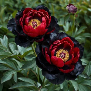 Пион Эбеновый Рубин купить по цене от 419р. в интернет-магазине «Посадика» с доставкой почтой в в Ковылкиное и по всей России – [изображение №1].