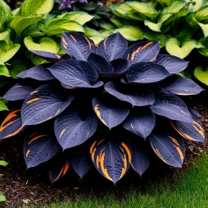 Хоста Умбра купить по цене от 349р. в интернет-магазине «Посадика» с доставкой почтой в в Ковылкиное и по всей России – [изображение №1].