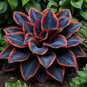 Хоста Солнечный Агат купить по цене от 440р. в интернет-магазине «Посадика» с доставкой почтой в в Ковылкиное и по всей России – [изображение №1].