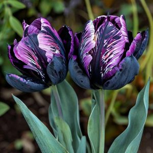 Тюльпан Блэк Каньон купить по цене от 305р. в интернет-магазине «Посадика» с доставкой почтой в в Ковылкиное и по всей России – [изображение №1].