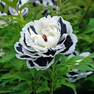 Пион Монохромный Шик купить по цене от 429р. в интернет-магазине «Посадика» с доставкой почтой в в Ковылкиное и по всей России – [изображение №1].