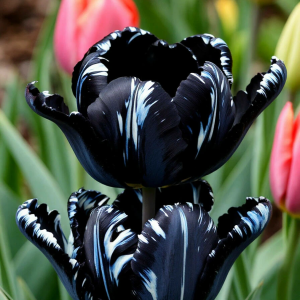 Тюльпан Шелк Нуар купить по цене от 219р. в интернет-магазине «Посадика» с доставкой почтой в в Ковылкиное и по всей России – [изображение №1].