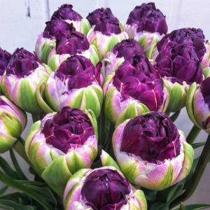 Тюльпан Анаконда купить по цене от 450р. в интернет-магазине «Посадика» с доставкой почтой в в Ковылкиное и по всей России – [изображение №1].