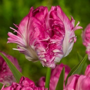 Тюльпан махровый Кул Кристал купить по цене от 400р. в интернет-магазине «Посадика» с доставкой почтой в в Ковылкиное и по всей России – [изображение №1].