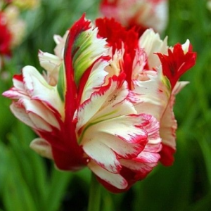 Тюльпан Эстелла Рижнвельд купить по цене от 500р. в интернет-магазине «Посадика» с доставкой почтой в в Ковылкиное и по всей России – [изображение №1].