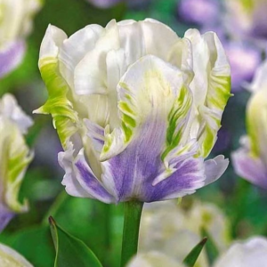 Тюльпан Уайт Лизарт купить по цене от 360р. в интернет-магазине «Посадика» с доставкой почтой в в Ковылкиное и по всей России – [изображение №1].