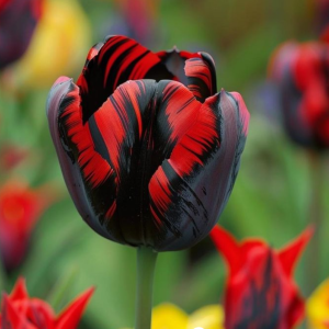 Тюльпан Блэк Перрот купить по цене от 351р. в интернет-магазине «Посадика» с доставкой почтой в в Ковылкиное и по всей России – [изображение №1].