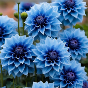 Георгин Вижапе купить по цене от 699р. в интернет-магазине «Посадика» с доставкой почтой в в Ковылкиное и по всей России – [изображение №1].