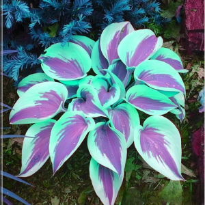 Хоста Висперин Бьюти купить по цене от 379р. в интернет-магазине «Посадика» с доставкой почтой в в Ковылкиное и по всей России – [изображение №1].