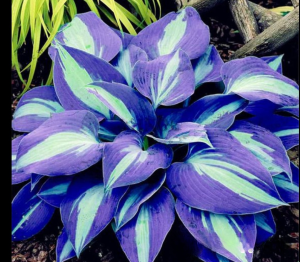 Хоста Аурелия купить по цене от 450р. в интернет-магазине «Посадика» с доставкой почтой в в Ковылкиное и по всей России – [изображение №1].