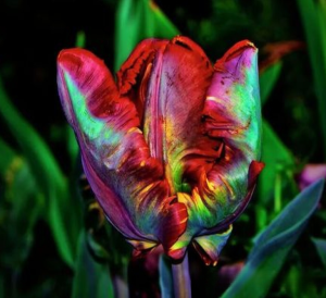 Тюльпан Эирпрайз купить по цене от 270р. в интернет-магазине «Посадика» с доставкой почтой в в Ковылкиное и по всей России – [изображение №1].