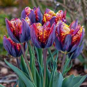 Тюльпан Опал Дрим купить по цене от 207р. в интернет-магазине «Посадика» с доставкой почтой в в Ковылкиное и по всей России – [изображение №1].